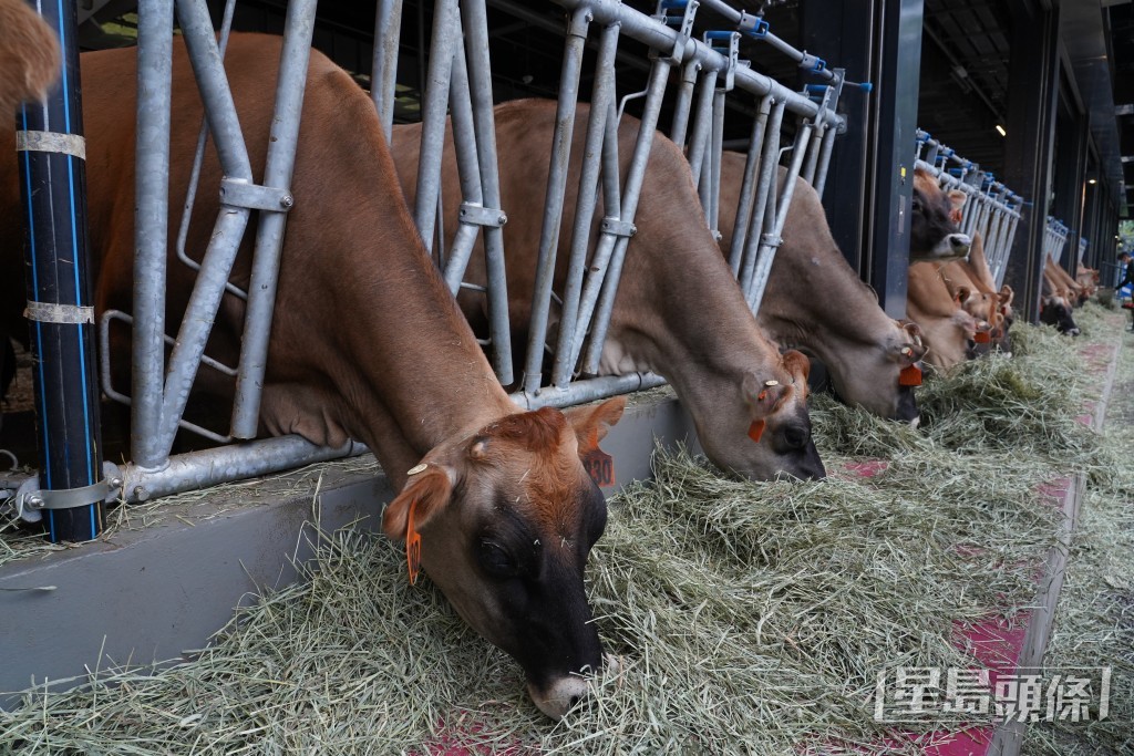 直接接觸農場動物或其周圍環境也是產志賀毒素大腸桿菌感染的一個重要風險因素。資料圖片