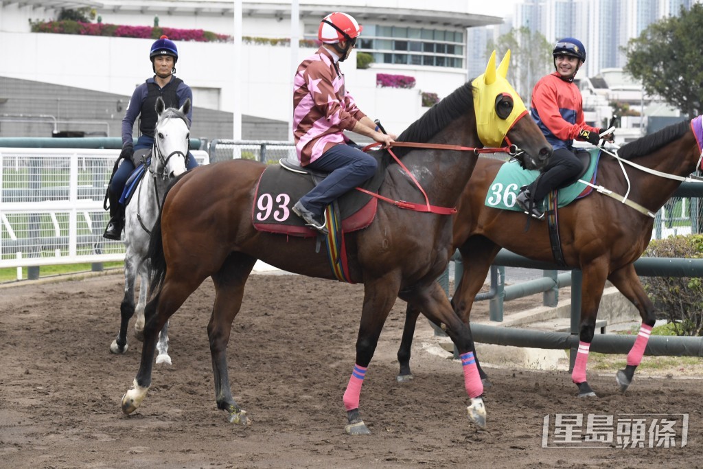 「有派頭」身壯肌肉起展，朝氣勃勃全面回勇。