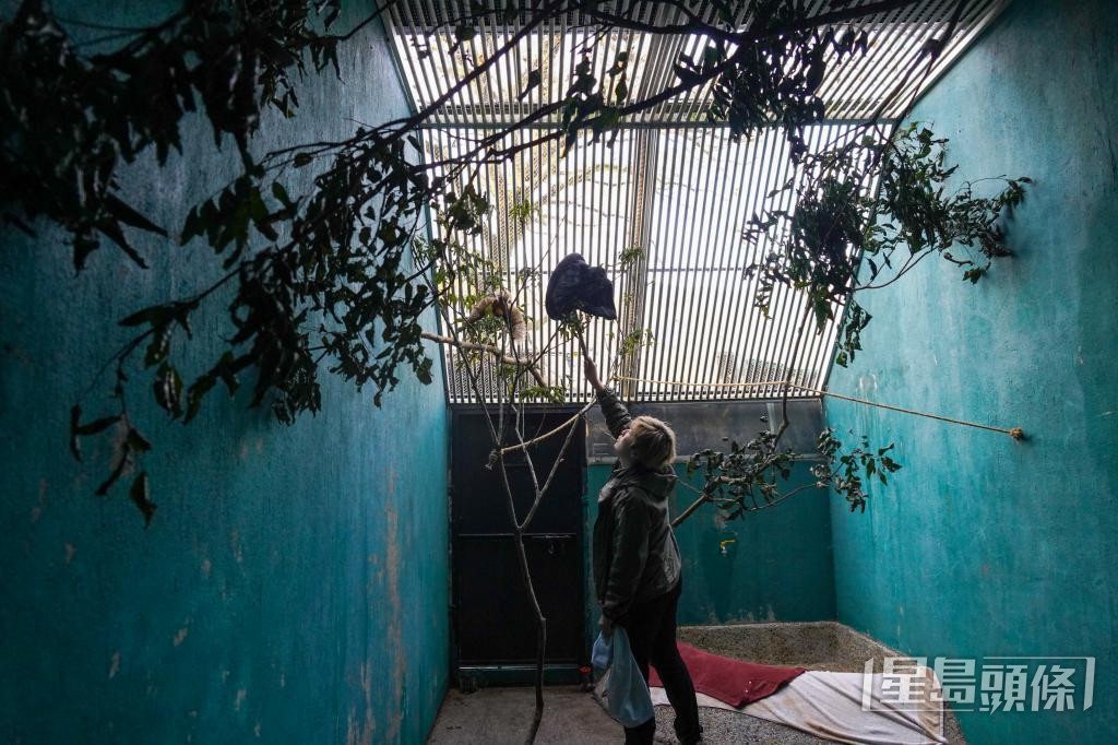 溫諾汶正在捕捉紅角鴞，準備送至獸醫檢查。