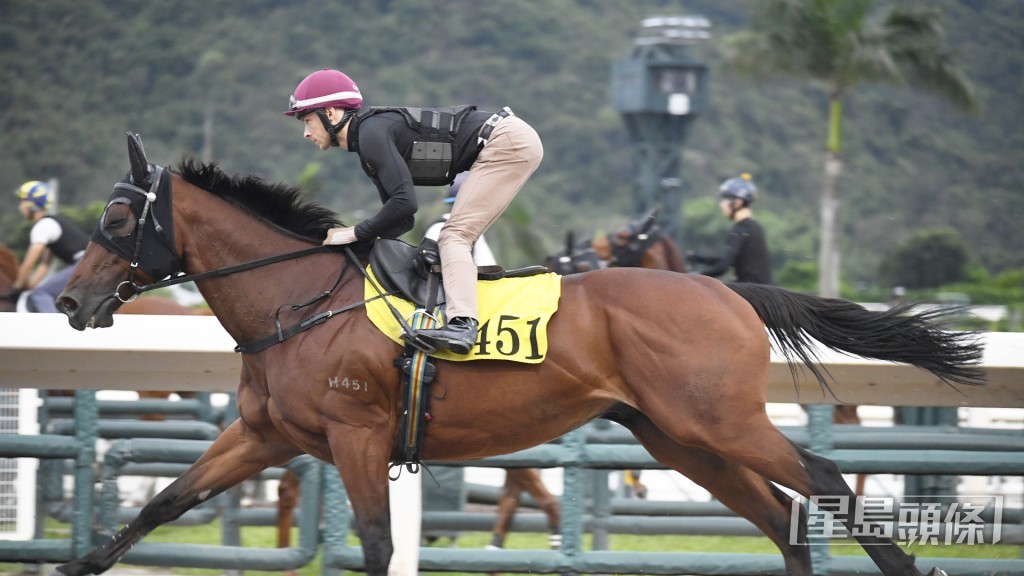 「開心勇駒」試來輕描淡寫，，馬身相當實淨。