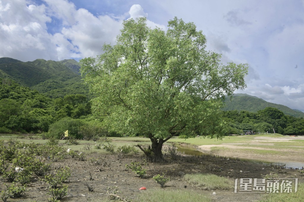 掘蜆活動會改變泥灘中底棲物種結構、密度和獵物的數量。陳浩元攝