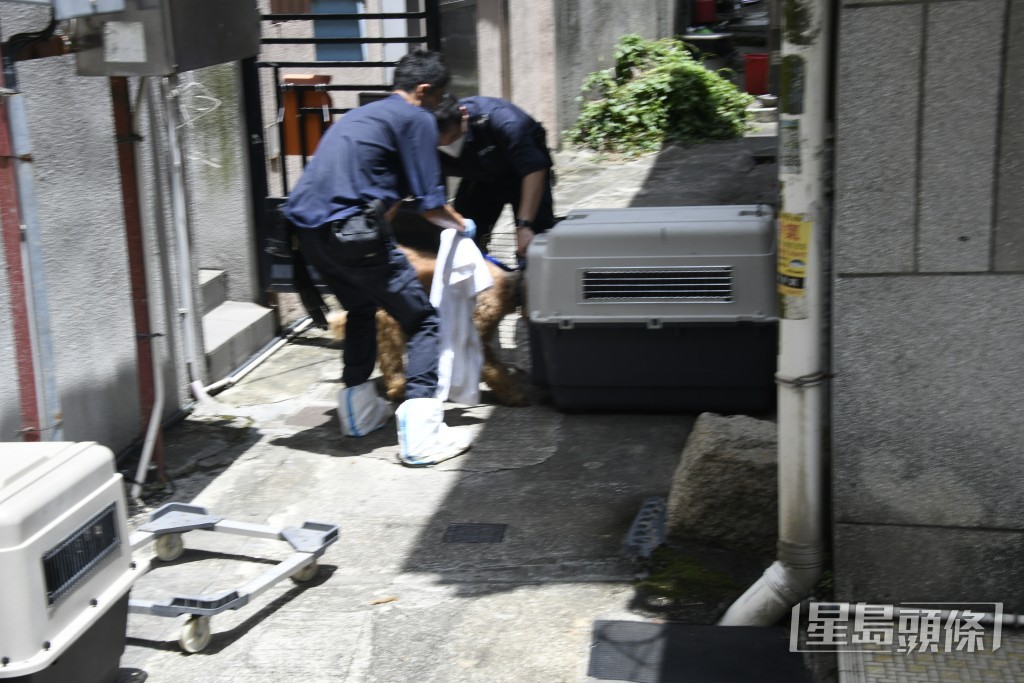 愛協人員到場檢走倖存的唐狗及貴婦狗。楊偉亨攝 愛協人員到場檢走倖存的唐狗及貴婦狗。楊偉亨攝