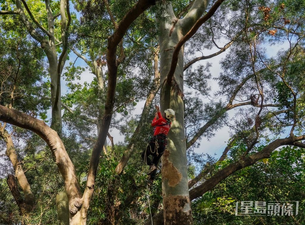 李绮璇示范上树动作。