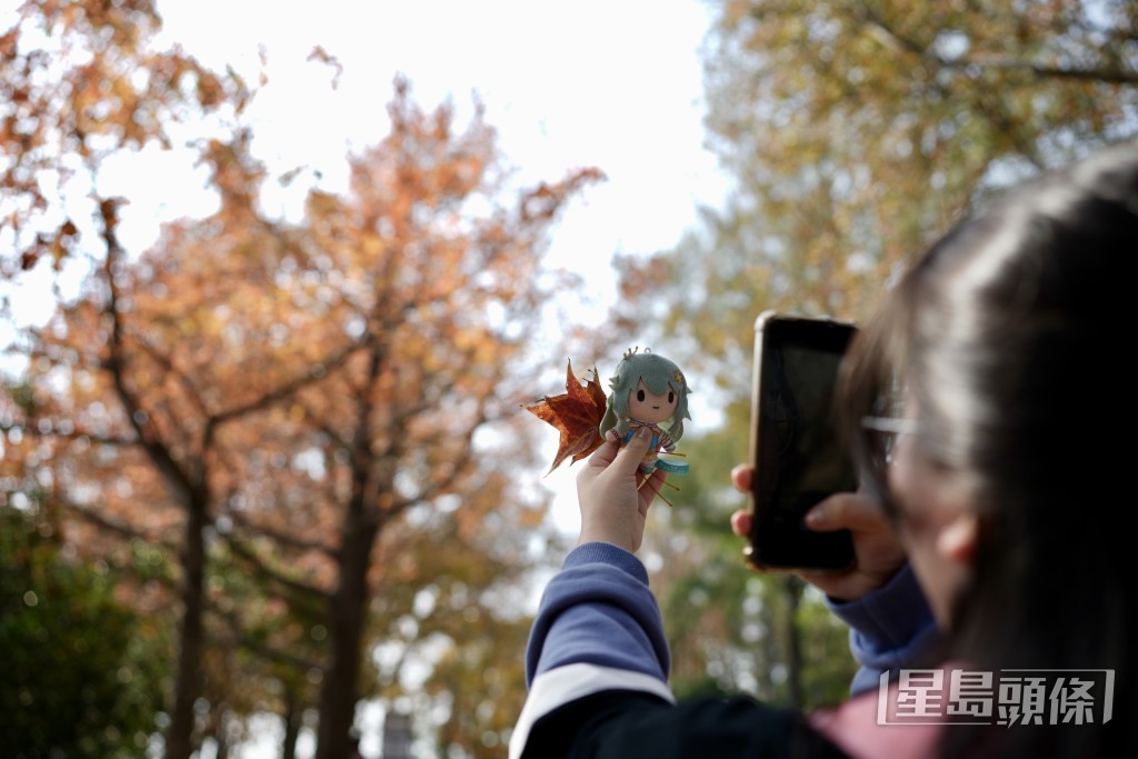 大棠紅葉踏入最佳觀賞時節。劉駿軒攝