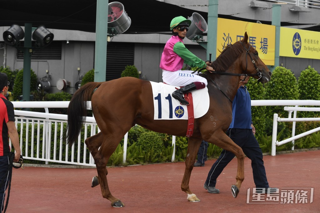 「連連歡呼」今仗有條件為練馬師游達榮和馬主帶來頭馬。