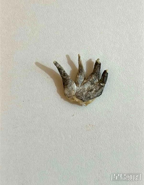 狗主A小姐在去年購買的一袋本地品牌鴨肉凍乾中，發現形狀異常的物體。 受訪者提供