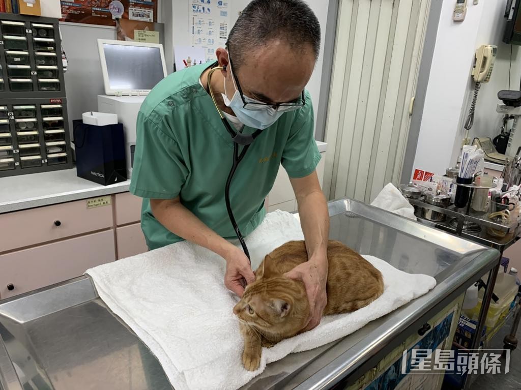 動物捐血前必須經過健康篩查,確保牠們沒有感染血液或體液傳染的疾病。 動物捐血前必須經過健康篩查,確保牠們沒有感染血液或體液傳染的疾病。
