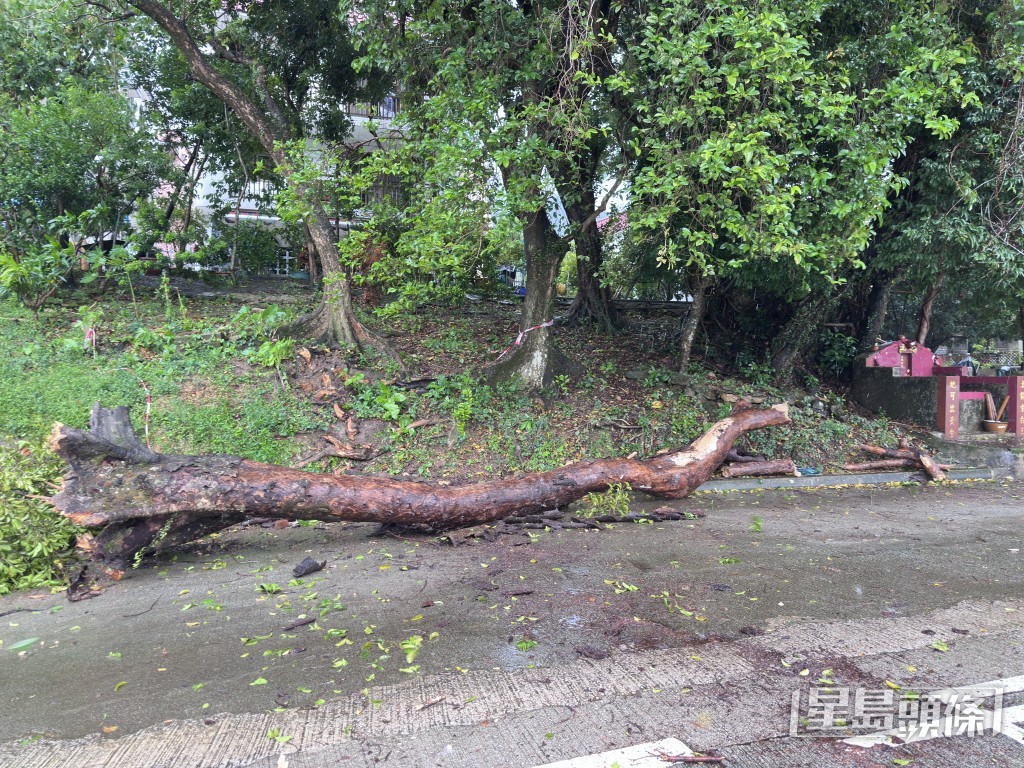 大樹倒下,由消防鋸樹後移往路旁待清理。梁國峰攝 大樹倒下,由消防鋸樹後移往路旁待清理。梁國峰攝
