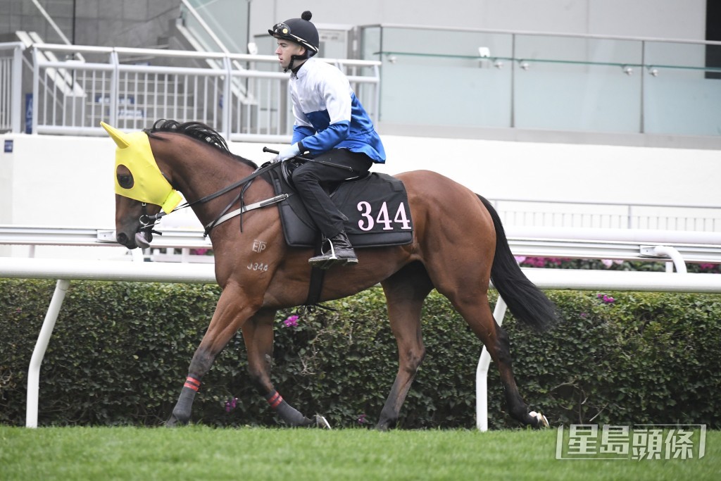 「歷險大將」步幅開得好闊又夠急勁，試來精神爽利。