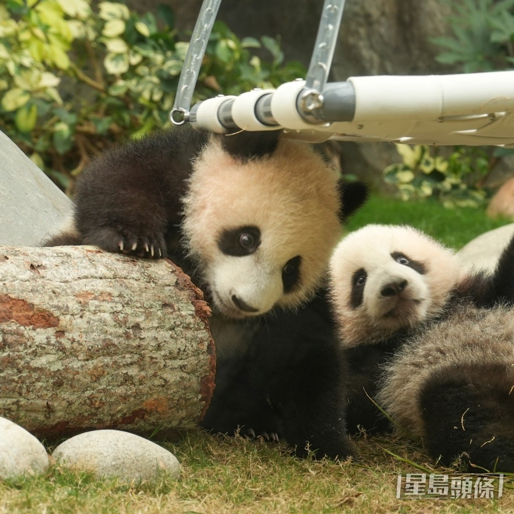 海洋公園大熊貓龍鳳胎寶寶明日( 16日)正式與公眾見面。 海洋公園大熊貓龍鳳胎寶寶明日( 16日)正式與公眾見面。