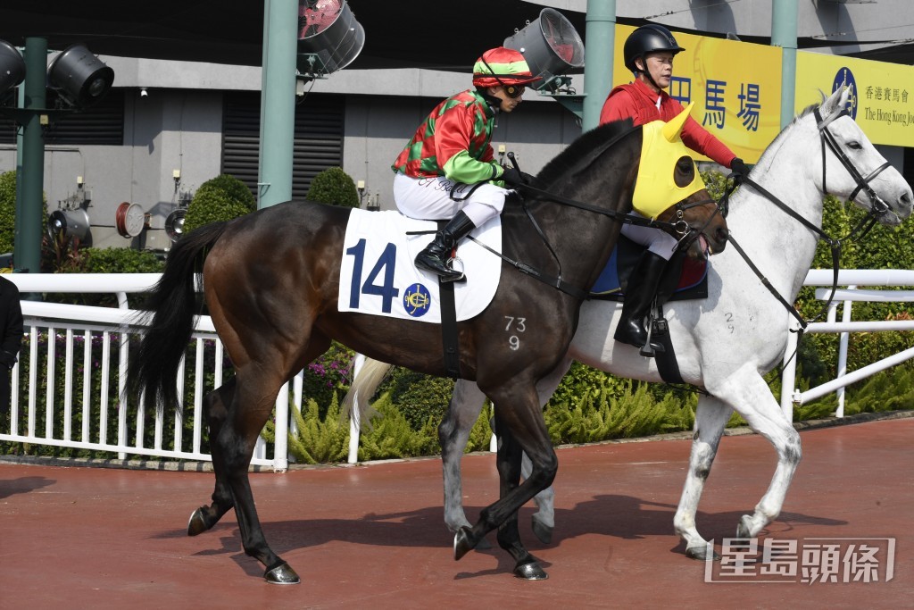 「帝豪歡星」今仗再戰勝程，會有更可觀的發揮。