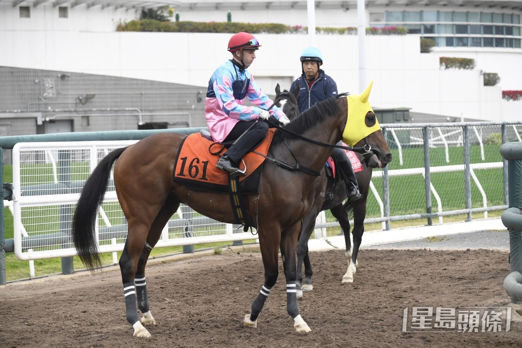  「创宝驹」马身收得更实净更靓，持续进步勇态洋溢。