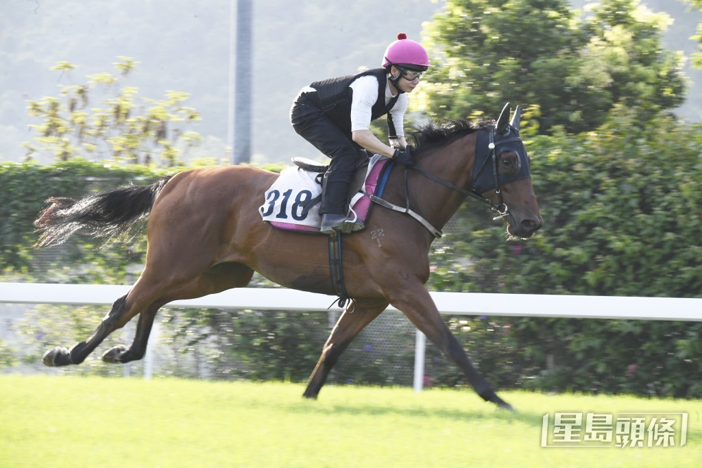 「龍傲綾羅」贏開充滿了氣勢，神情專注目光如炬。