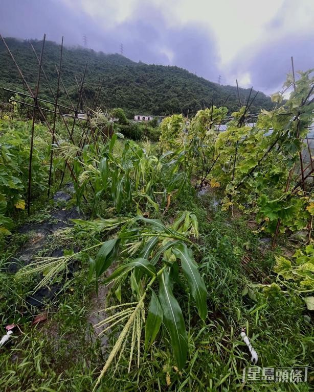路旁的小花生命農莊內,粟米不敵強風,被連根吹倒。 受訪者提供 路旁的小花生命農莊內,粟米不敵強風,被連根吹倒。 受訪者提供