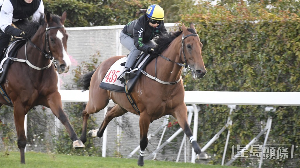 「佳运发」戴按住顺走精神饱满，马身依然好壮。