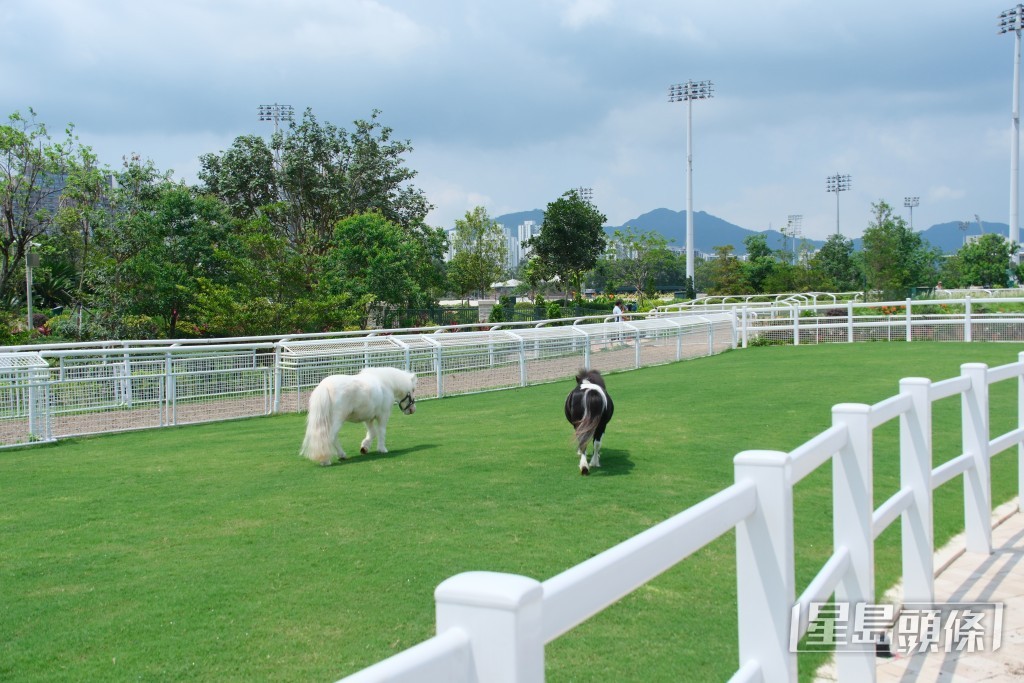 沙田彭福公園社區設施「小馬大本營」。