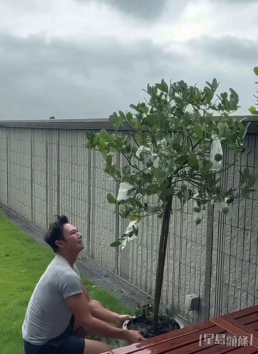 吸引的搬樹姿態。