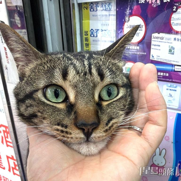 多間店舖的「貓店長」深得市民喜愛,圖為旺角藥房的「吳生」。 多間店舖的「貓店長」深得市民喜愛,圖為旺角藥房的「吳生」。