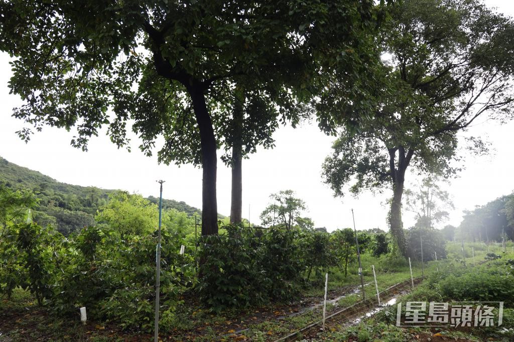 團隊引入「農林間作」理念,保留原有大樹,在林蔭下種植咖啡,咖啡下種薑。 團隊引入「農林間作」理念,保留原有大樹,在林蔭下種植咖啡,咖啡下種薑。