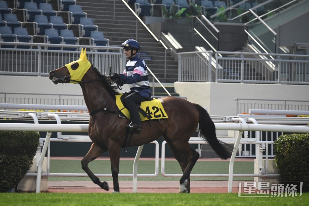 「包裝英明」由呂健威訓練，有望再擦出火花。