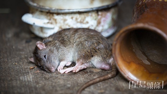 針對近期巡查發現部分售賣鮮肉的新鮮糧食店衞生欠佳，增加鼠患風險，食環署過去3日派員在全港各區採取特別巡查行動。資料圖片