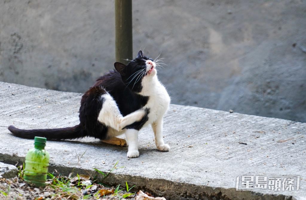 隨着棄養動物數量增多,不少動物組織面對營運壓力。 隨着棄養動物數量增多,不少動物組織面對營運壓力。