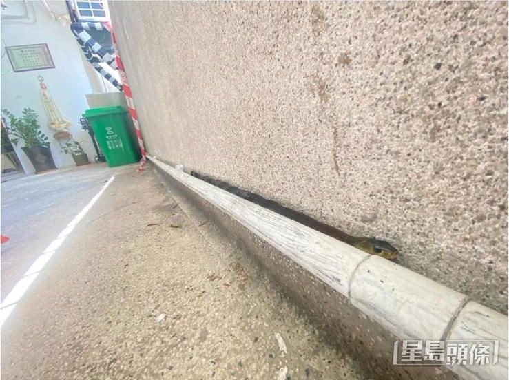 蛇類擅長隱藏,時值炎夏,李詠豪提醒市民遇蛇勿慌亂及攻擊。 受訪者提供 蛇類擅長隱藏,時值炎夏,李詠豪提醒市民遇蛇勿慌亂及攻擊。 受訪者提供