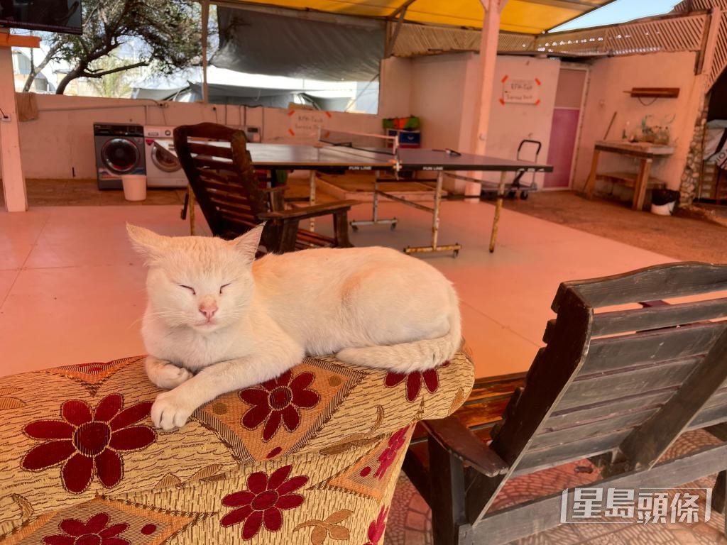 吳少彬說，巴勒斯坦人都很喜歡貓，醫院亦不時出現貓的蹤跡。 受訪者提供