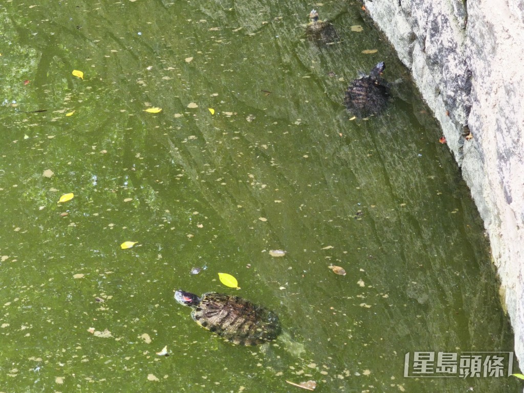 龜和魚已移往另一水池。