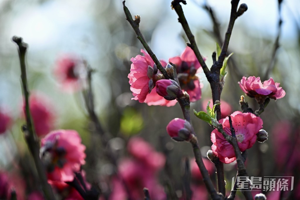 临近情人节，贩卖桃花的摊档前亦吸引市民驻足，挑选“心头好”。