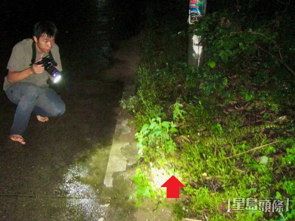 楊劍煥難忘雨夜遇上莽山烙鐵頭（箭嘴）的經歷，驚訝於蛇的美麗。 受訪者提供
