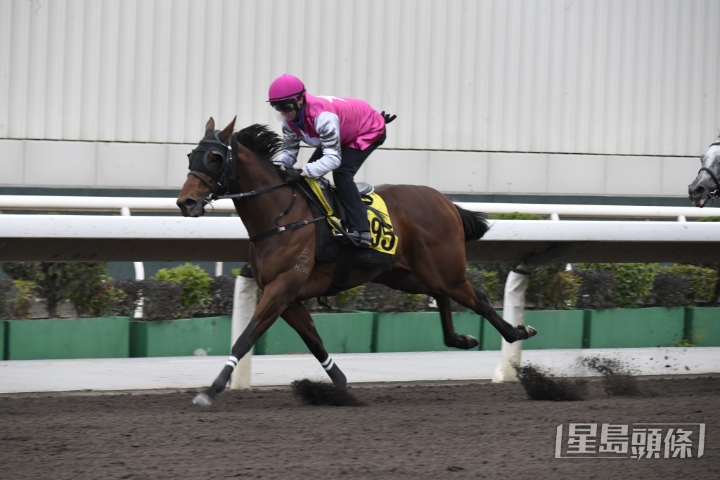 「駿步騰飛」今仗只要發揮出近期水準，有機會贏得今季第四場頭馬。