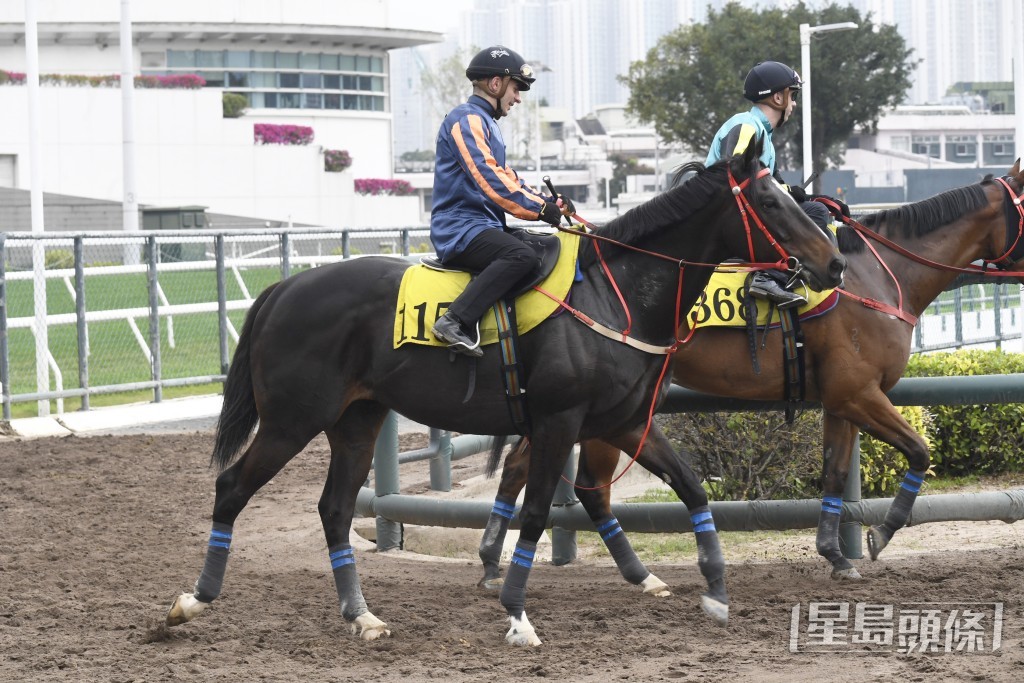「紅運帝王」馬身壯健毛色潤澤，重拾勇態朝氣勃勃。