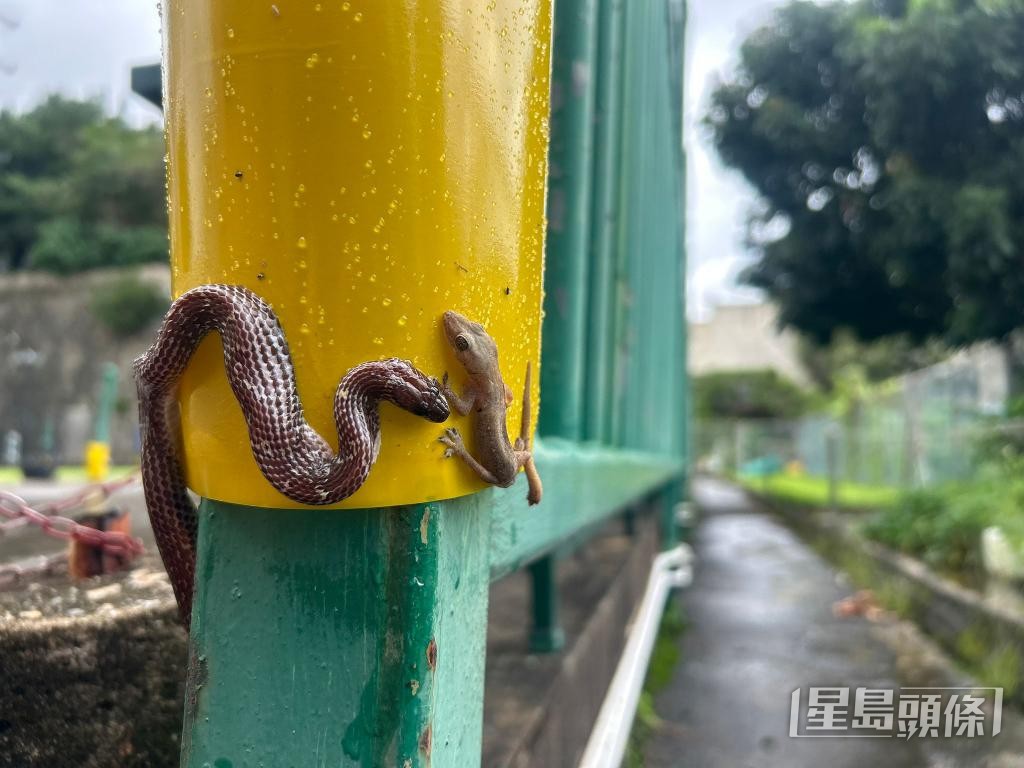 日前李詠豪在油麻地救出被捕蚊紙黐住的小蛇。 受訪者提供 日前李詠豪在油麻地救出被捕蚊紙黐住的小蛇。 受訪者提供
