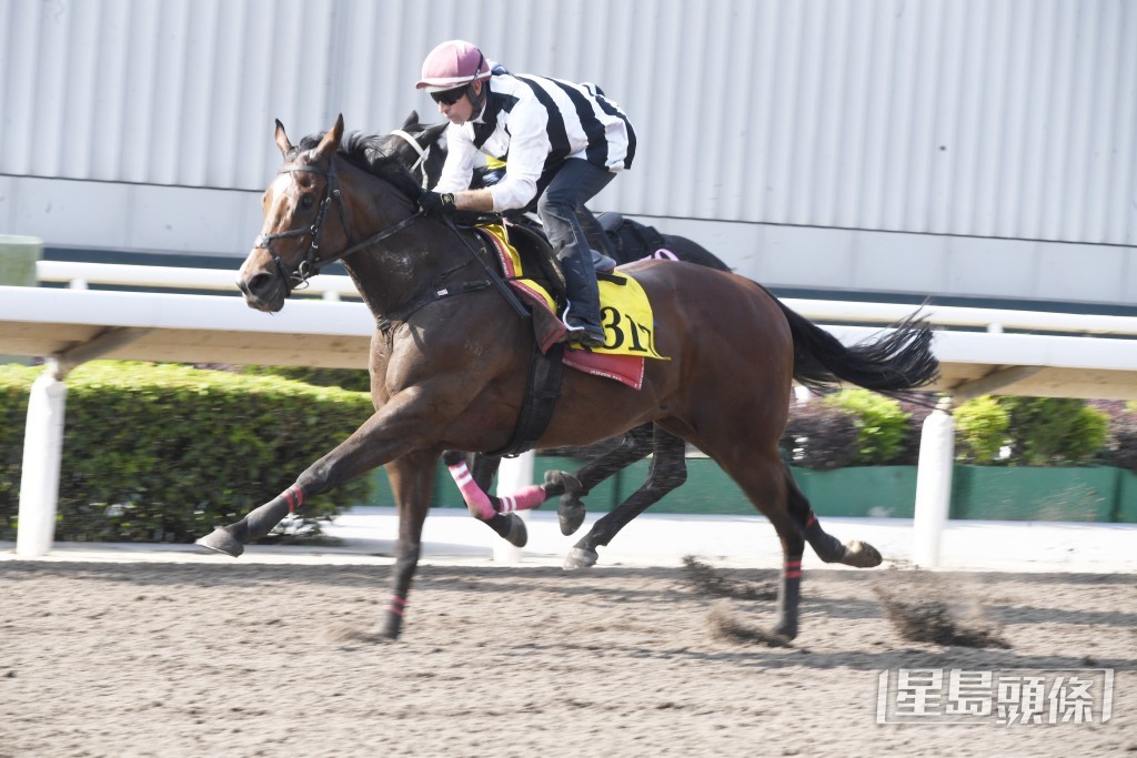 「花好月盈」全程擔高頭走相當神氣，步順力雄勇銳無比。