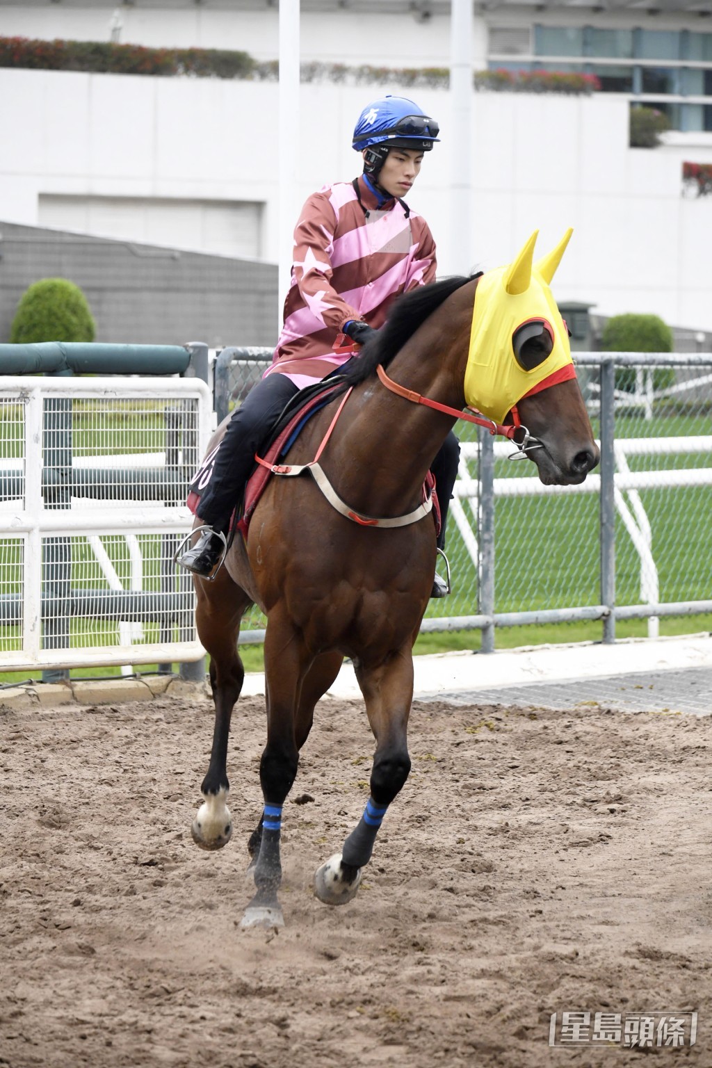 「有派頭」身壯肌肉起展，火旺神生正值勇境。