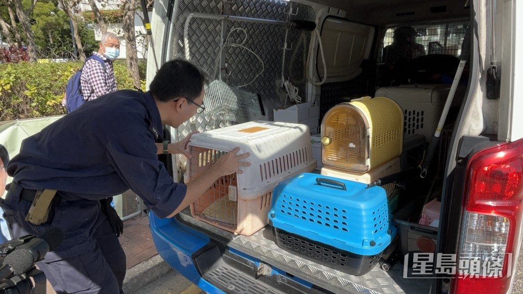 愛協人員到場檢走獲救的小白鷺。