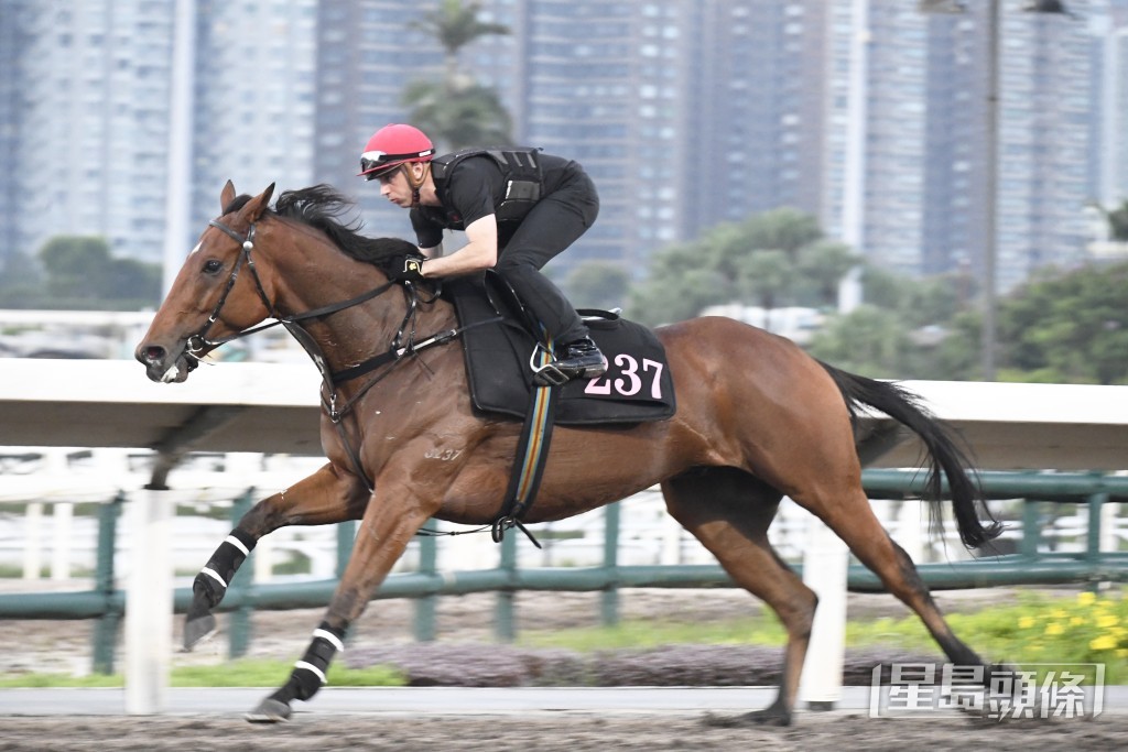 「勇霸龍」馬身喼得壯，論態長期呈勇。