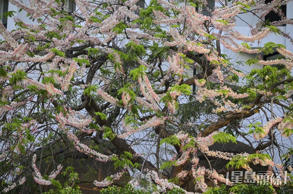 中環美利酒店前面的百年珍稀古樹「節果決明」。