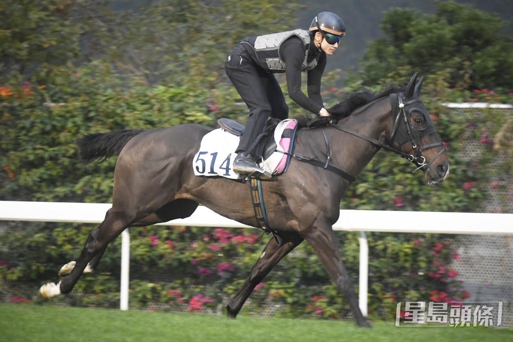 「閃耀天河」快慢由人表現乖巧，神態暢旺外觀又靚。