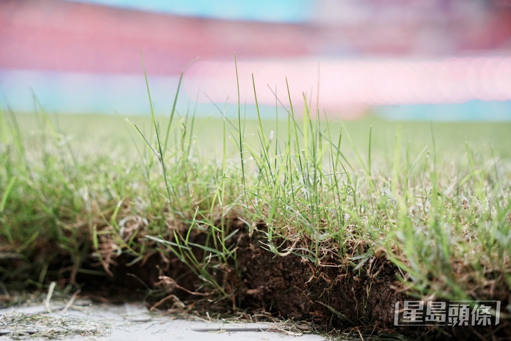 啟德主場館真草坪由95%百慕達草及5%人造草混合而成。