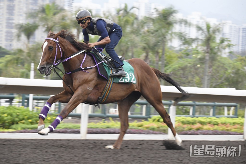 「多利神驹」身靓毛色油润，至今最弗一次。