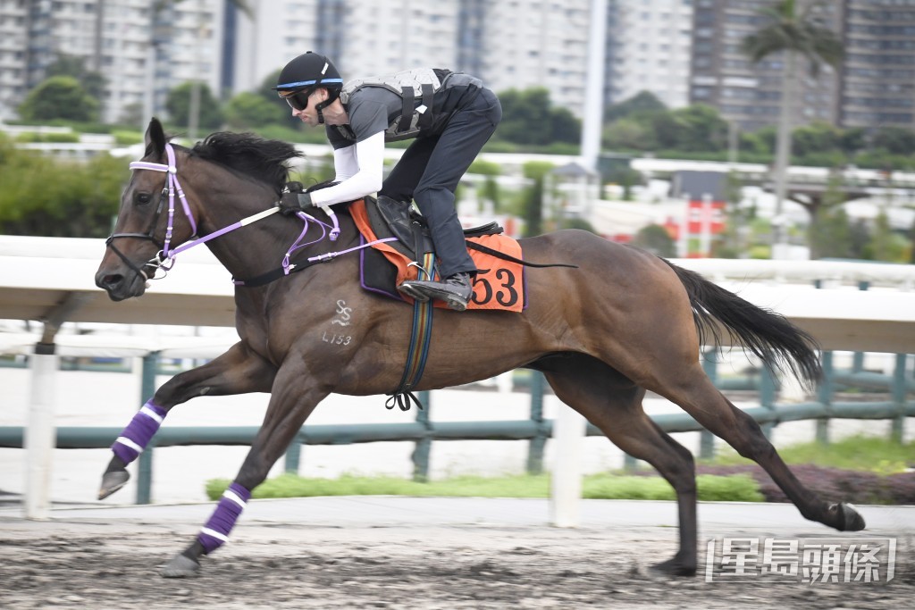 「千帆駒」雙耳烔烔目光銳利，神生步爽朝氣勃勃。
