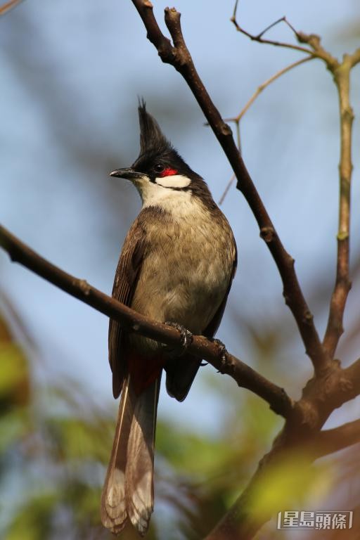 在屯門林間考察時，江珀墉曾遇到紅耳鵯（圖）遭松雀鳥捕獵的場面。