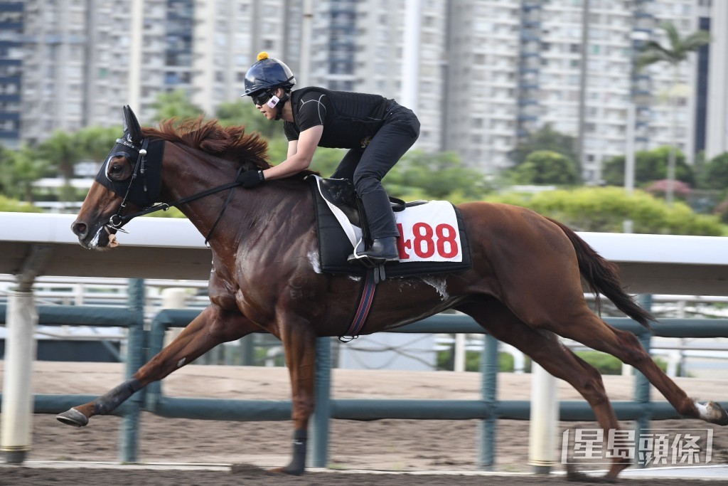 「桃花多」聚精會神出腳爽勁，毛色油潤悅目，狀態托弗。