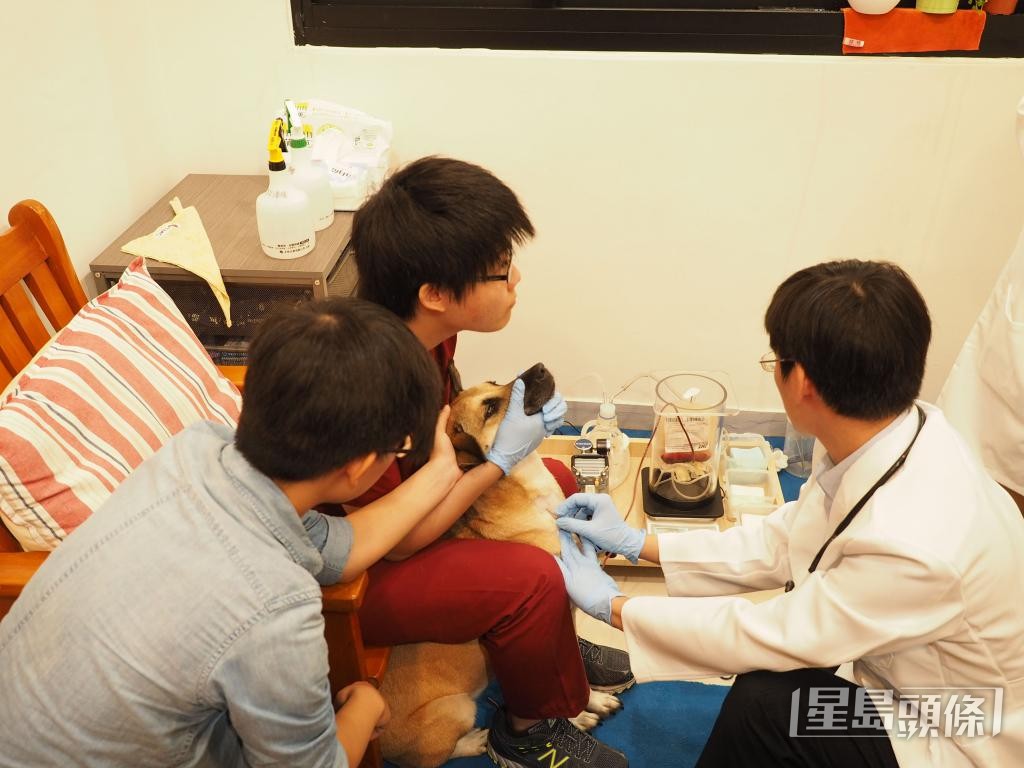 香港鄰近地區如台灣、泰國及新加坡都有動物中央血庫。 香港鄰近地區如台灣、泰國及新加坡都有動物中央血庫。