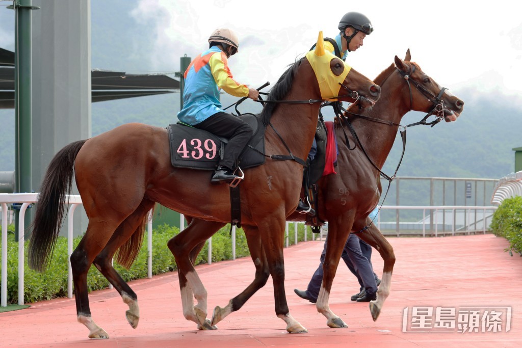 「嘉應駿馬」
