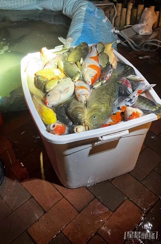 魚缸懷疑供氧泵出現問題，大批魚缺氧死亡。香港救援鳩鴿及雀鳥圖片
