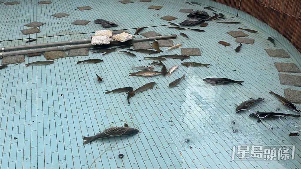 池內非常淺水，很多魚已死亡。
