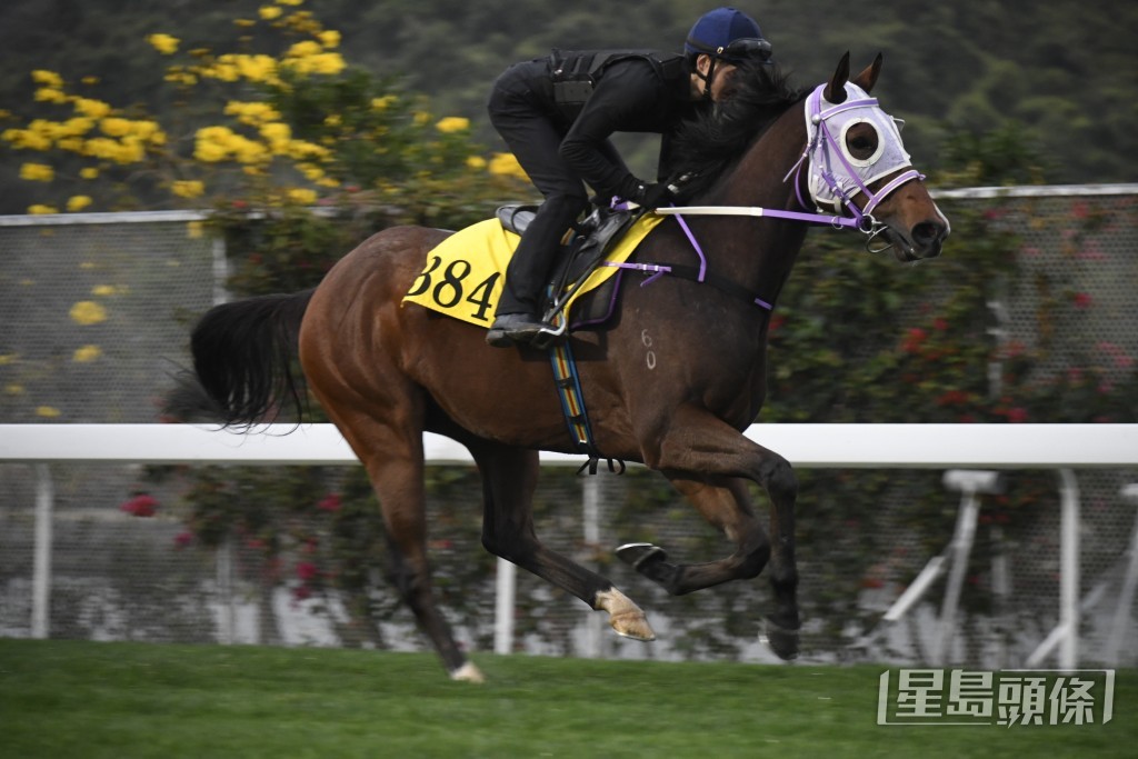 「火神神樂」走勢硬朗毛色悅目，比前更進一步。
